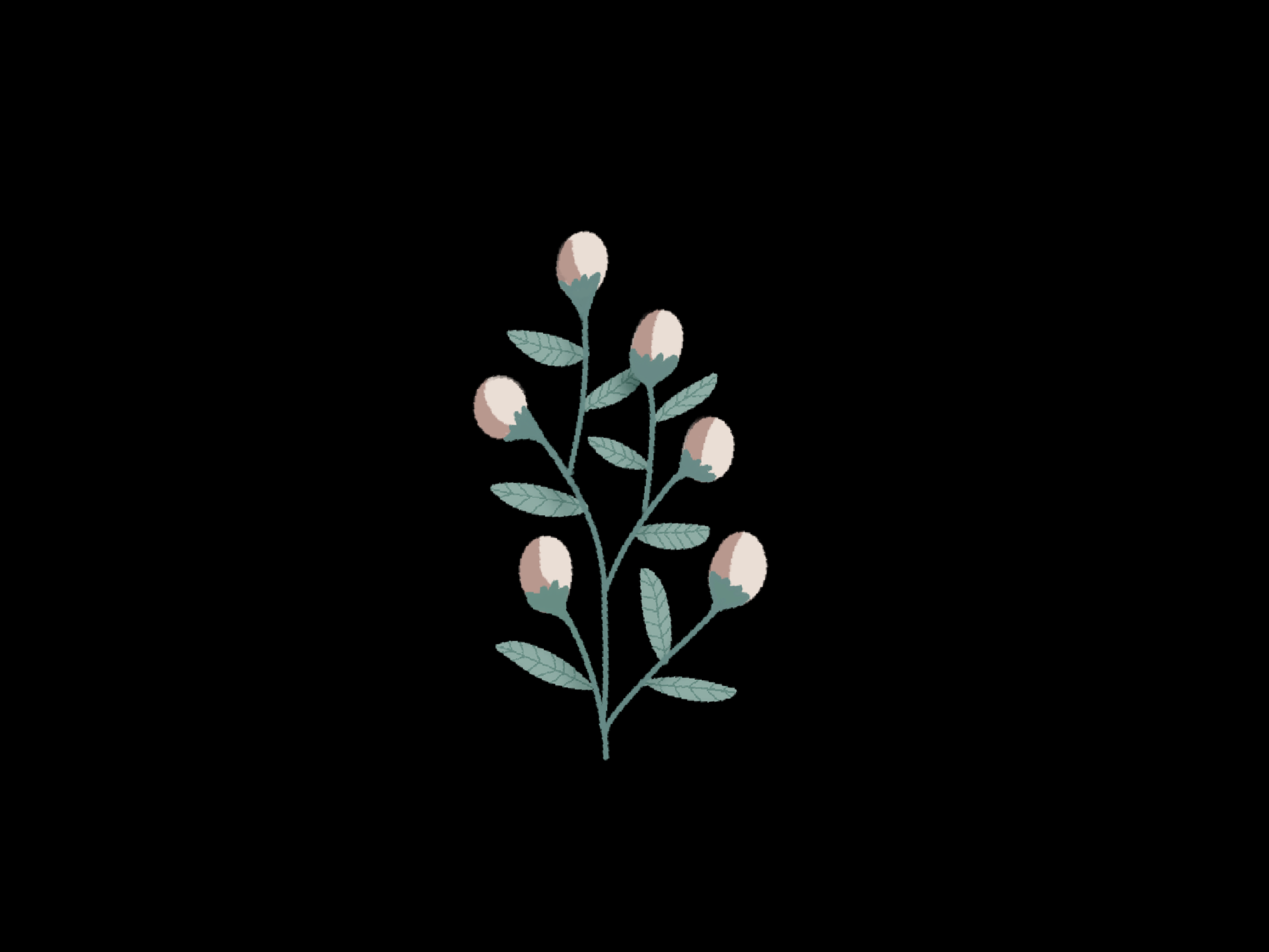 Free flower bud png